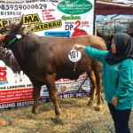 Sapi Bima Qurban 2017 di Jakarta kode : 107 call wa 085959000634