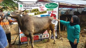 Sapi Bima Qurban 2017 di Jakarta kode : 108 call wa 085959000634