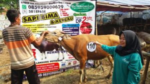 Sapi Bima Qurban 2017 di Jakarta kode : 110 call wa 085959000634