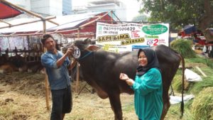 Sapi Bima Qurban 2017 di Jakarta kode : 113 call wa 085959000634