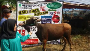 Sapi Bima Qurban 2017 di Jakarta kode : 120 call wa 085959000634