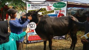 Sapi Bima Qurban 2017 di Jakarta kode : 123 call wa 085959000634