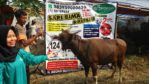 Sapi Bima Qurban 2017 di Jakarta kode : 124 call wa 085959000634