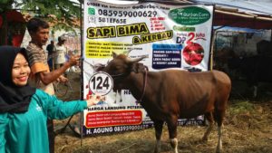 Sapi Bima Qurban 2017 di Jakarta kode : 124 call wa 085959000634