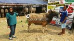 Sapi Bima Qurban 2017 di Jakarta kode : 14 call wa 085959000634