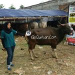 Sapi Bima Qurban 2017 di Jakarta kode : 15 call wa 085959000634