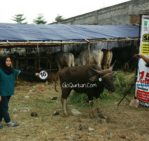 Sapi Bima Qurban 2017 di Jakarta kode : 16 call wa 085959000634