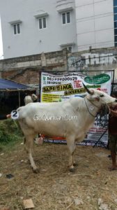 Sapi Bima Qurban 2017 di Jakarta kode : 2 call wa 085959000634