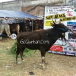 Sapi Bima Qurban 2017 di Jakarta kode : 15 call wa 085959000634