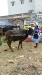 Sapi Bima Qurban 2017 di Jakarta kode : 3 call wa 085959000634