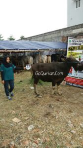 Sapi Bima Qurban 2017 di Jakarta kode : 37 call wa 085959000634