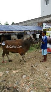 Sapi Bima Qurban 2017 di Jakarta kode : 39 call wa 085959000634