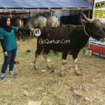 Sapi Bima Qurban 2017 di Jakarta kode : 41 call wa 085959000634