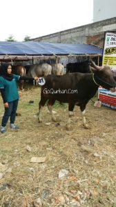 Sapi Bima Qurban 2017 di Jakarta kode : 41 call wa 085959000634