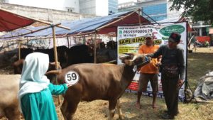 Sapi Bima Qurban 2017 di Jakarta kode : 59 call wa 085959000634