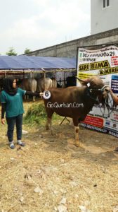 Sapi Bima Qurban 2017 di Jakarta kode : 6 call wa 085959000634