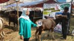 Sapi Bima Qurban 2017 di Jakarta kode : 60 call wa 085959000634