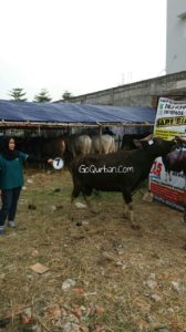 Sapi Bima Qurban 2017 di Jakarta kode : 7 call wa 085959000634