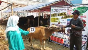 Sapi Bima Qurban 2017 di Jakarta kode : 73 call wa 085959000634