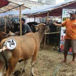 Sapi Bima Qurban 2017 di Jakarta kode : 74 call wa 085959000634