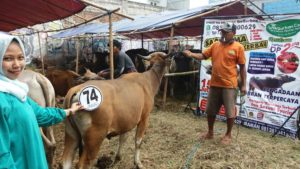 Sapi Bima Qurban 2017 di Jakarta kode : 74 call wa 085959000634