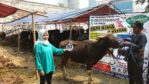 Sapi Bima Qurban 2017 di Jakarta kode : 80 call wa 085959000634