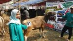 Sapi Bima Qurban 2017 di Jakarta kode : 81 call wa 085959000634