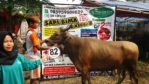 Sapi Bima Qurban 2017 di Jakarta kode : 82 call wa 085959000634