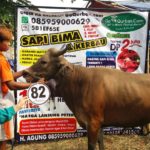 Sapi Bima Qurban 2017 di Jakarta kode : 82 call wa 085959000634