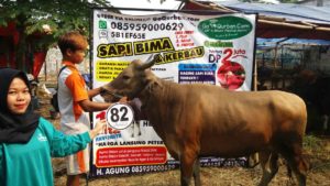 Sapi Bima Qurban 2017 di Jakarta kode : 82 call wa 085959000634