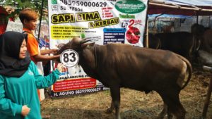 Sapi Bima Qurban 2017 di Jakarta kode : 83 call wa 085959000634