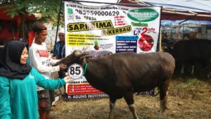 Sapi Bima Qurban 2017 di Jakarta kode : 85 call wa 085959000634