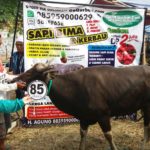 Sapi Bima Qurban 2017 di Jakarta kode : 103 call wa 085959000634