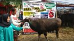 Sapi Bima Qurban 2017 di Jakarta kode : 85 call wa 085959000634