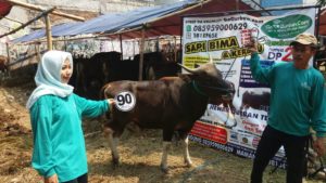 Sapi Bima Qurban 2017 di Jakarta kode : 90 call wa 085959000634