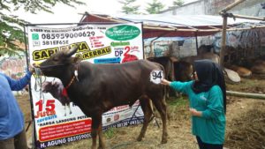 Sapi Bima Qurban 2017 di Jakarta kode : 94 call wa 085959000634