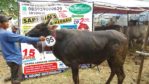 Sapi Bima Qurban 2017 di Jakarta kode : 95 call wa 085959000634