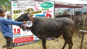 Sapi Bima Qurban 2017 di Jakarta kode : 95 call wa 085959000634