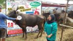 Sapi Bima Qurban 2017 di Jakarta kode : 96 call wa 085959000634