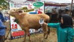 Sapi Bima Qurban 2017 di Jakarta kode : 97 call wa 085959000634