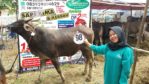 Sapi Bima Qurban 2017 di Jakarta kode : 98 call wa 085959000634