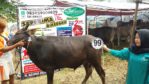 Sapi Bima Qurban 2017 di Jakarta kode : 99 call wa 085959000634