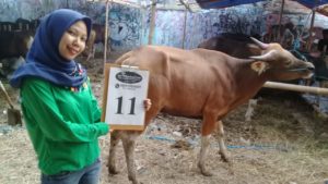 SAPI QURBAN 2018 Kandang R No Sapi : 11