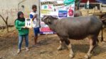 KERBAU QURBAN 2018 Kandang M No Kerbau : 14