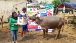 KERBAU QURBAN 2018 Kandang M No Kerbau : 16