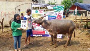 KERBAU QURBAN 2018 Kandang M No Kerbau : 16