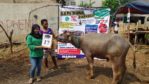 KERBAU QURBAN 2018 Kandang M No Kerbau : 17