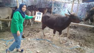 SAPI QURBAN 2018 Kandang R No Sapi : 17