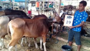 SAPI QURBAN 2018 Kandang R No Sapi : 19