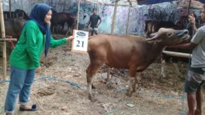 SAPI QURBAN 2018 Kandang R No Sapi : 21